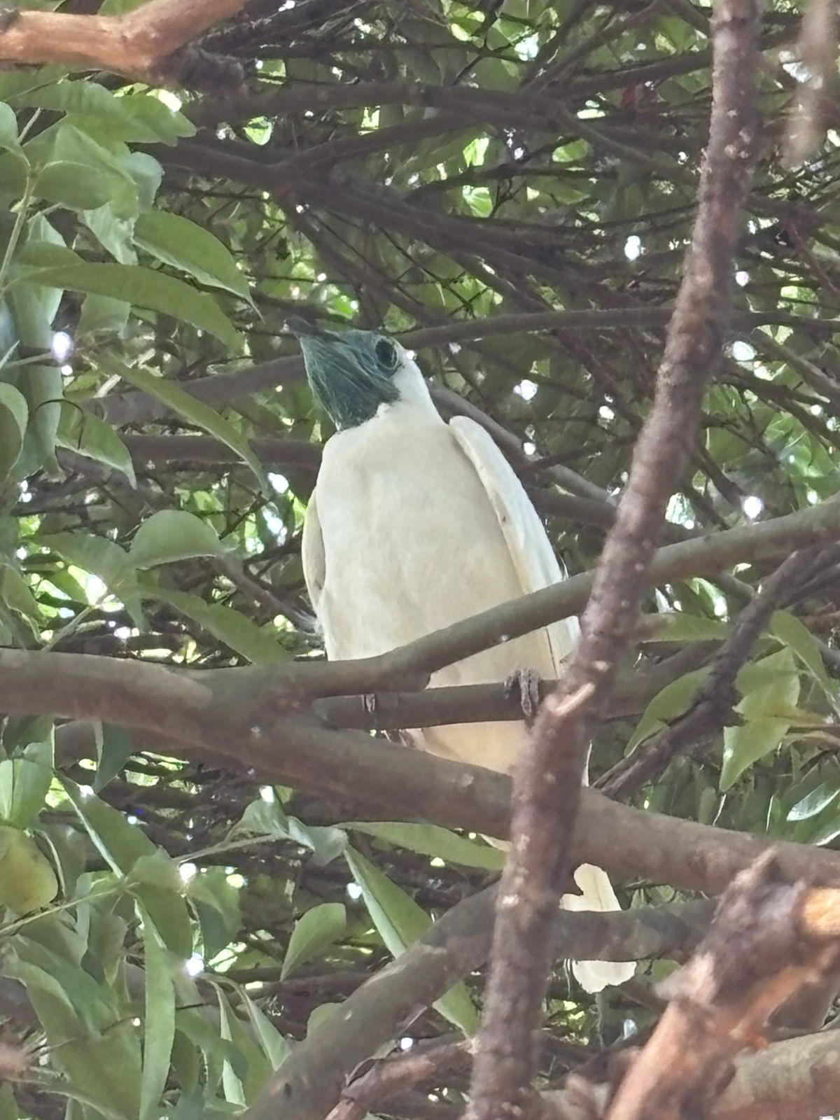 Arapongas tem registro raro de ave que dá nome ao município