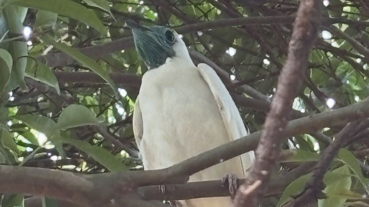 Ave flagrada por observadores de aves em Arapongas