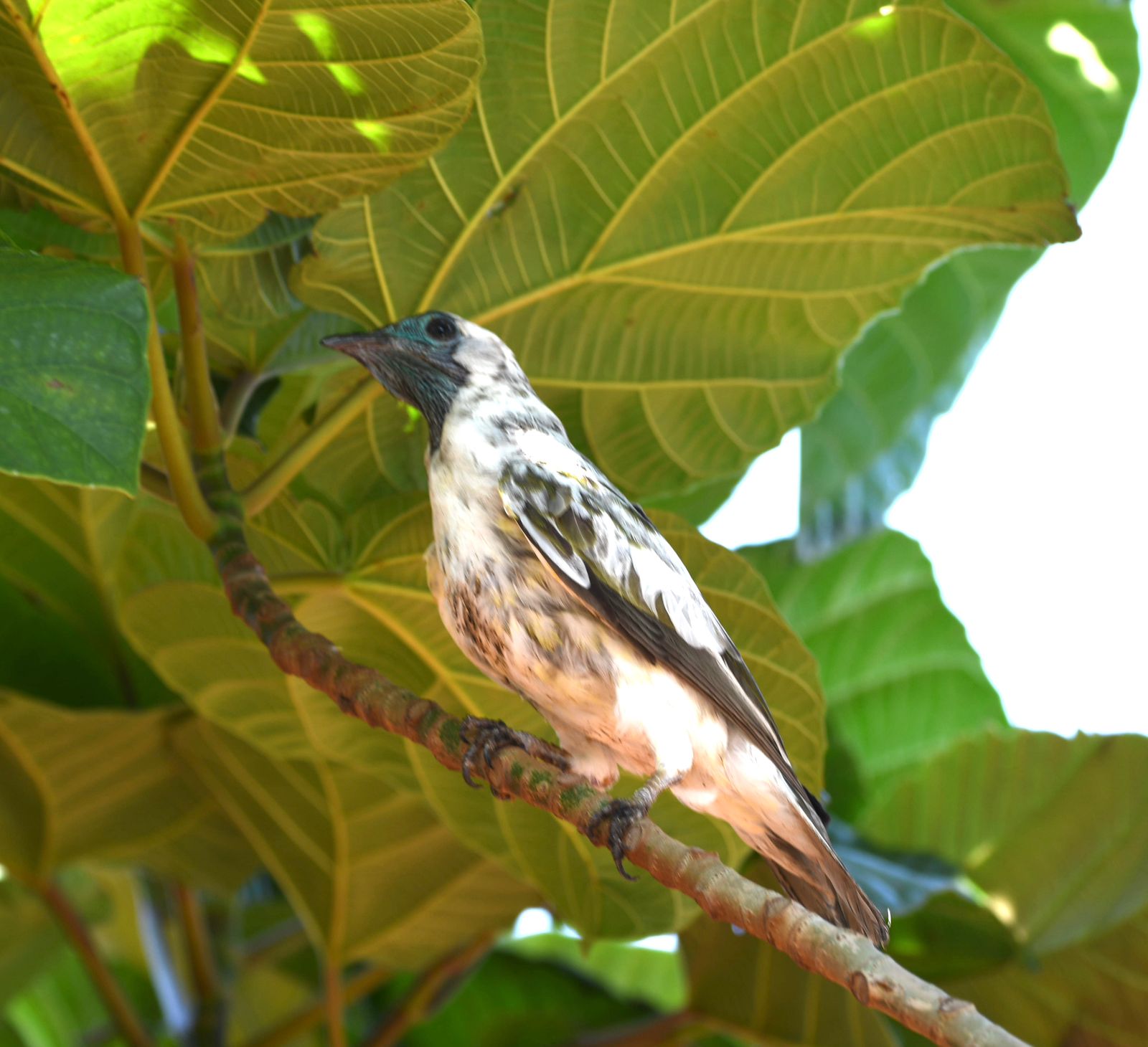 Ave jovem ainda não é toda branca