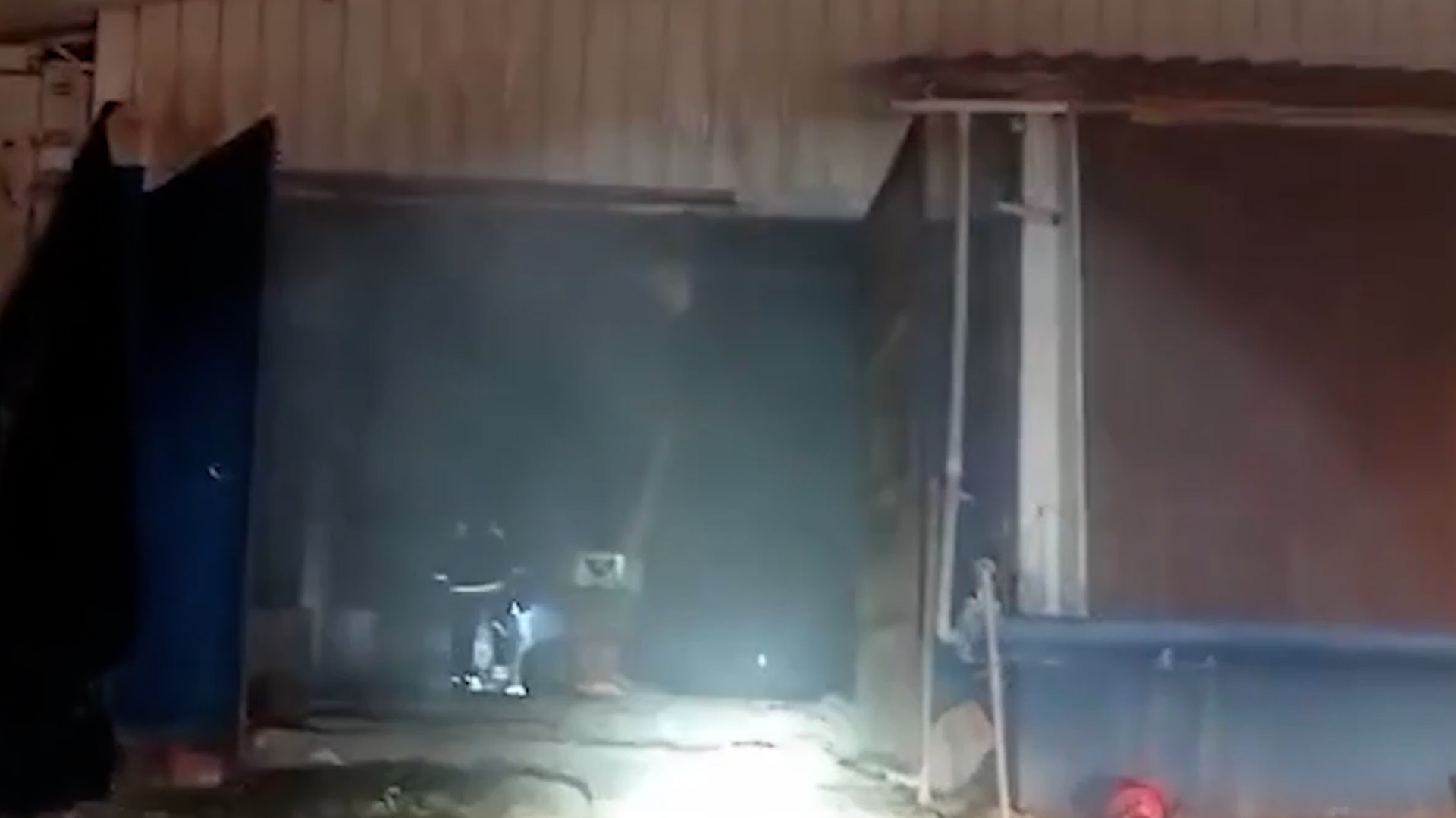 Incêndio destrói aviário e mata 65 mil pintinhos em Campo Mourão (PR)