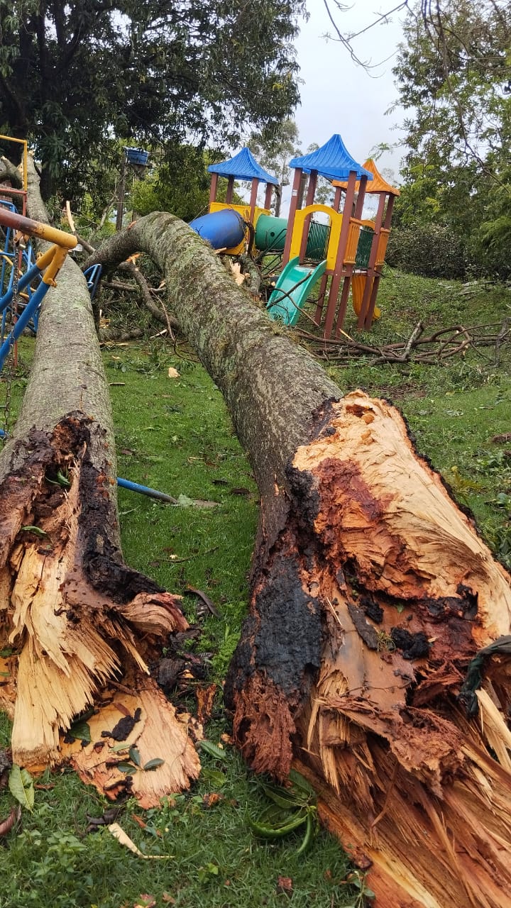 Pelo menos 35 árvores caíram e 12 imóveis foram destelhados em Apucarana (PR),