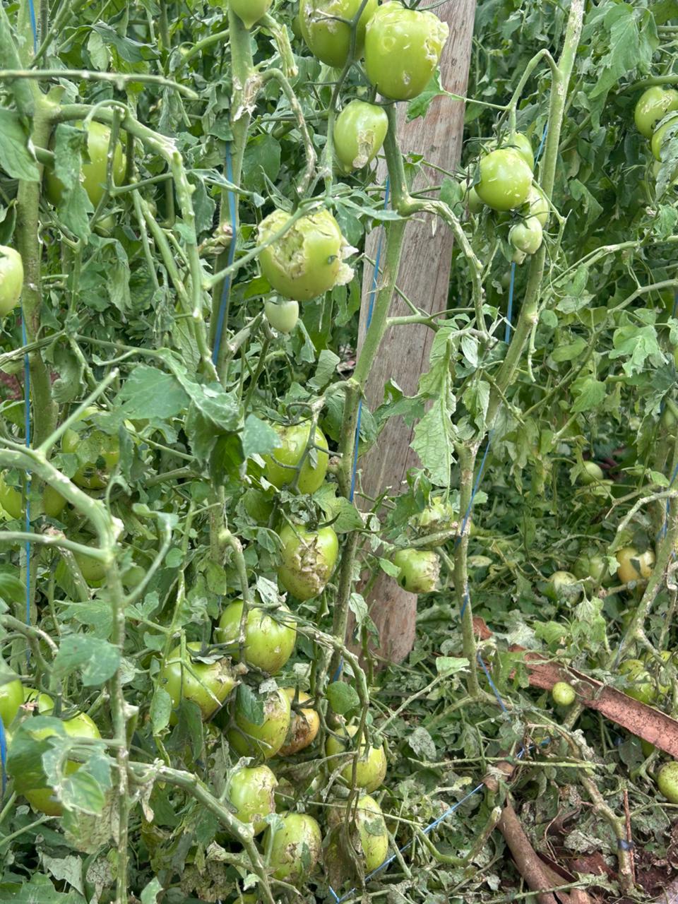 'Perdemos uns R$ 100 mil', diz produtor rural após temporal em Cambira