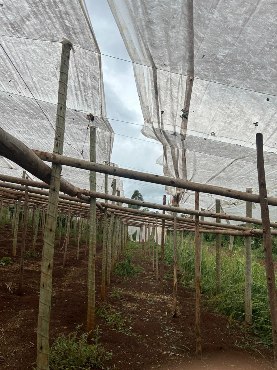 'Perdemos uns R$ 100 mil', diz produtor rural após temporal em Cambira