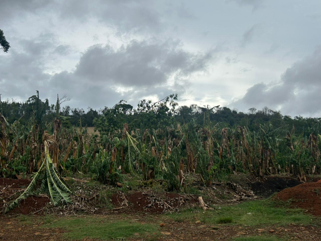 'Perdemos uns R$ 100 mil', diz produtor rural após temporal em Cambira