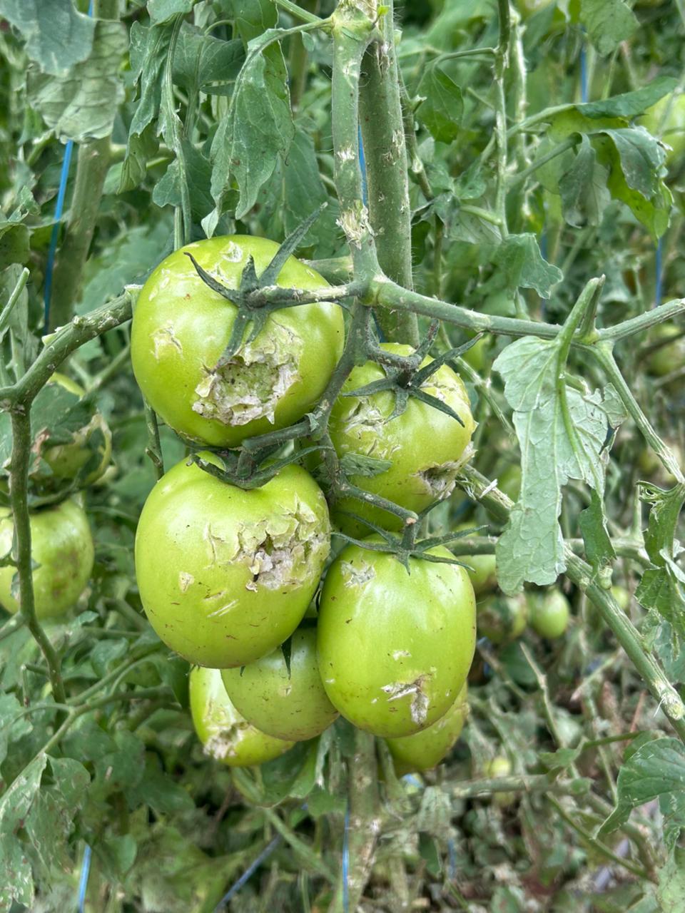 'Perdemos uns R$ 100 mil', diz produtor rural após temporal em Cambira