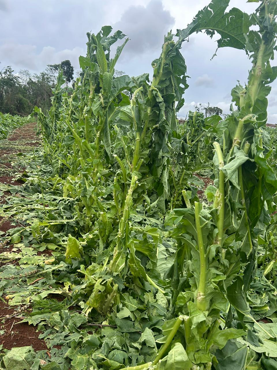 'Perdemos uns R$ 100 mil', diz produtor rural após temporal em Cambira