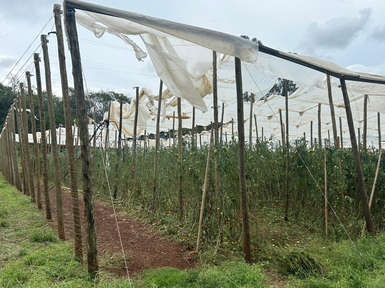 'Perdemos uns R$ 100 mil', diz produtor rural após temporal em Cambira