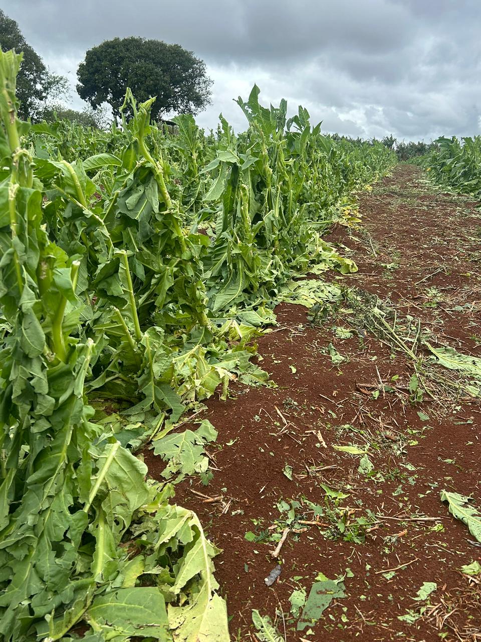 'Perdemos uns R$ 100 mil', diz produtor rural após temporal em Cambira