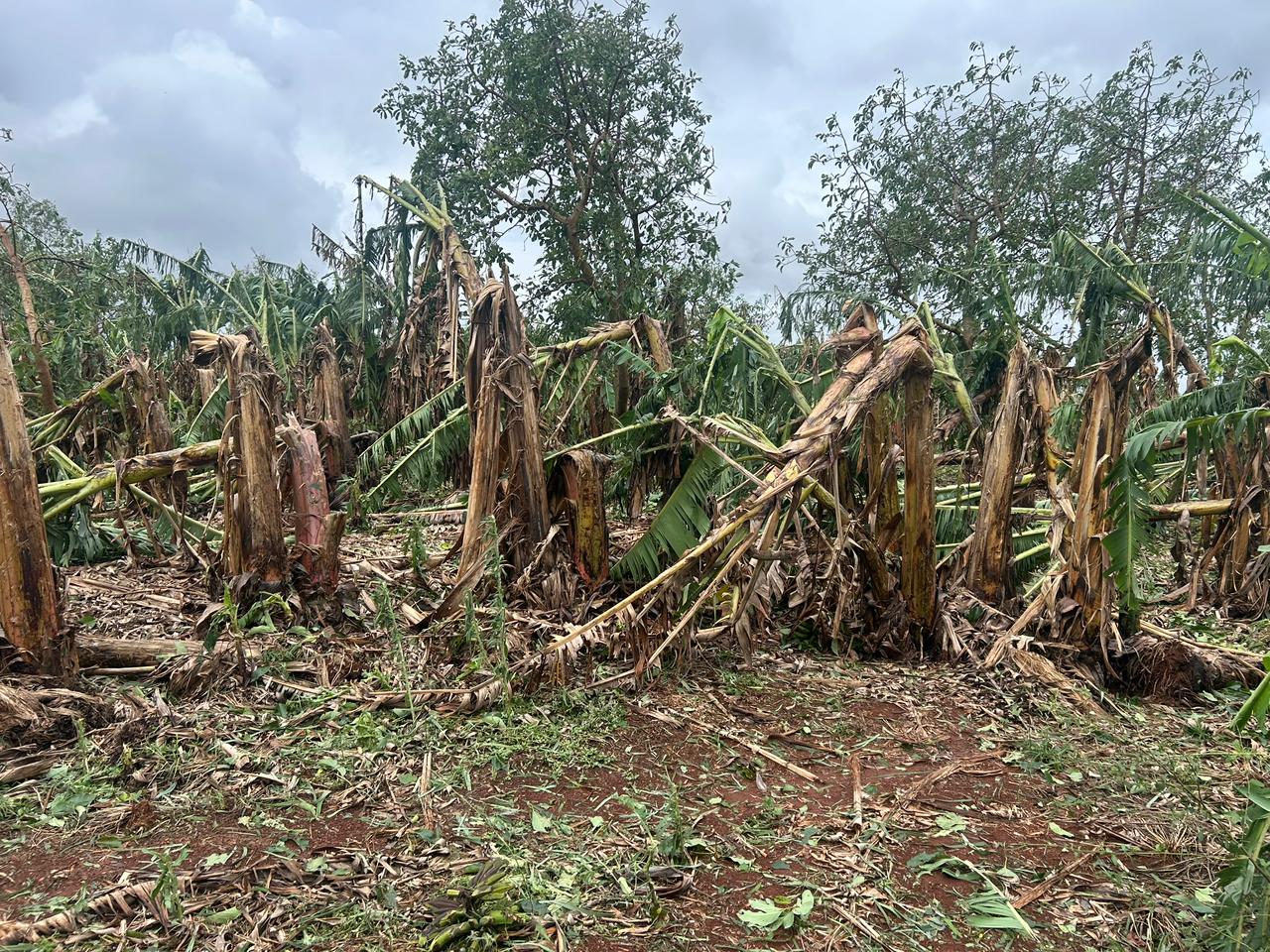 'Perdemos uns R$ 100 mil', diz produtor rural após temporal em Cambira