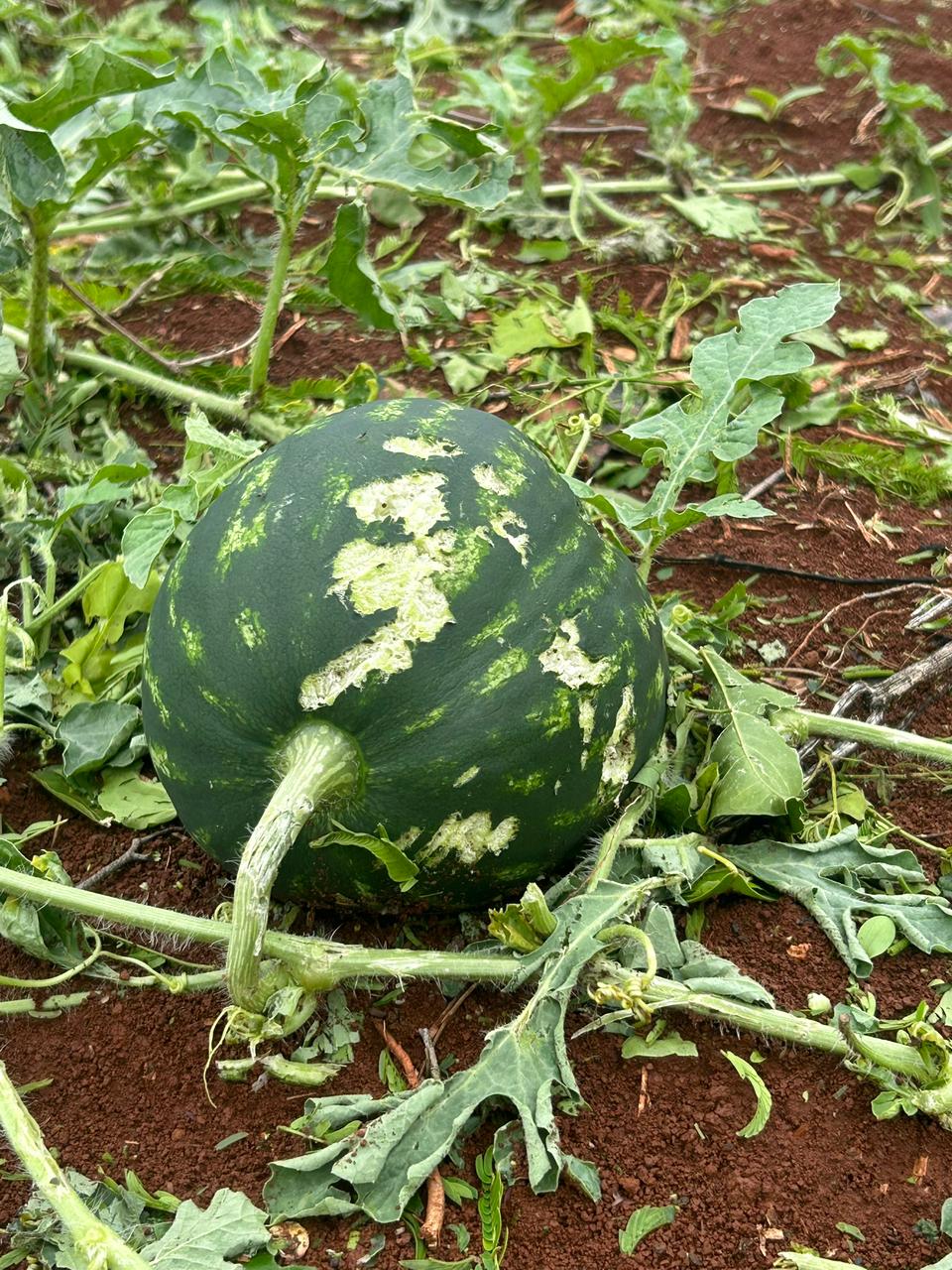 'Perdemos uns R$ 100 mil', diz produtor rural após temporal em Cambira