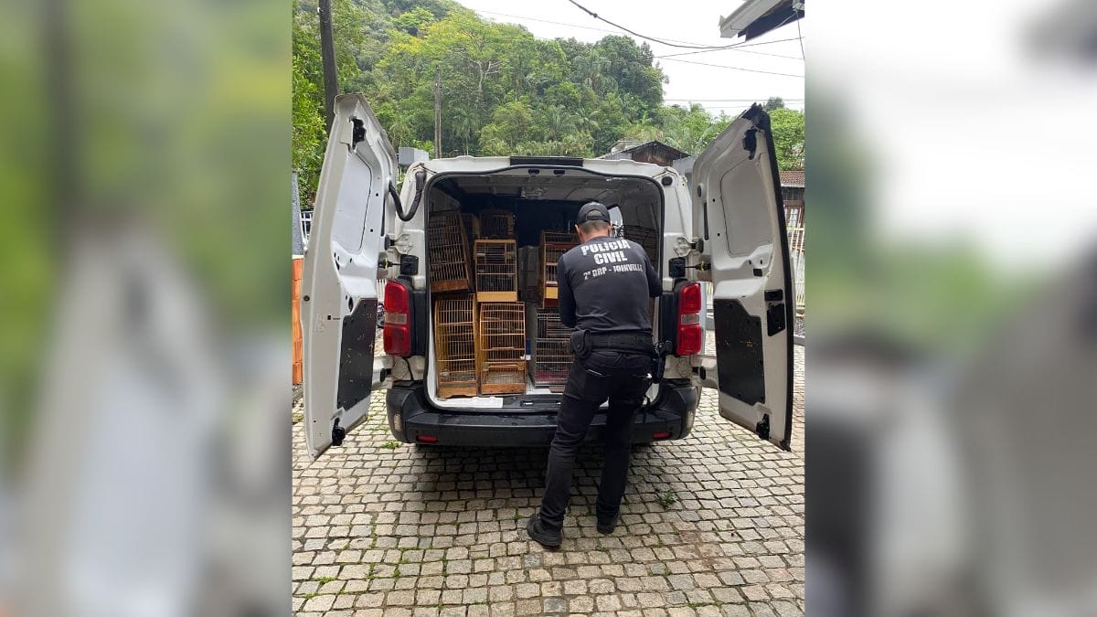 Polícia resgata mais de 200 pássaros vítimas de maus-tratos em SC