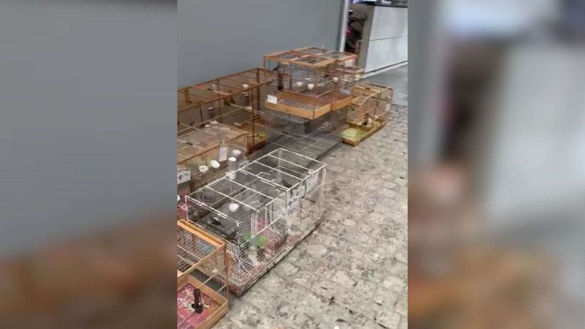 Polícia resgata mais de 200 pássaros vítimas de maus-tratos em SC