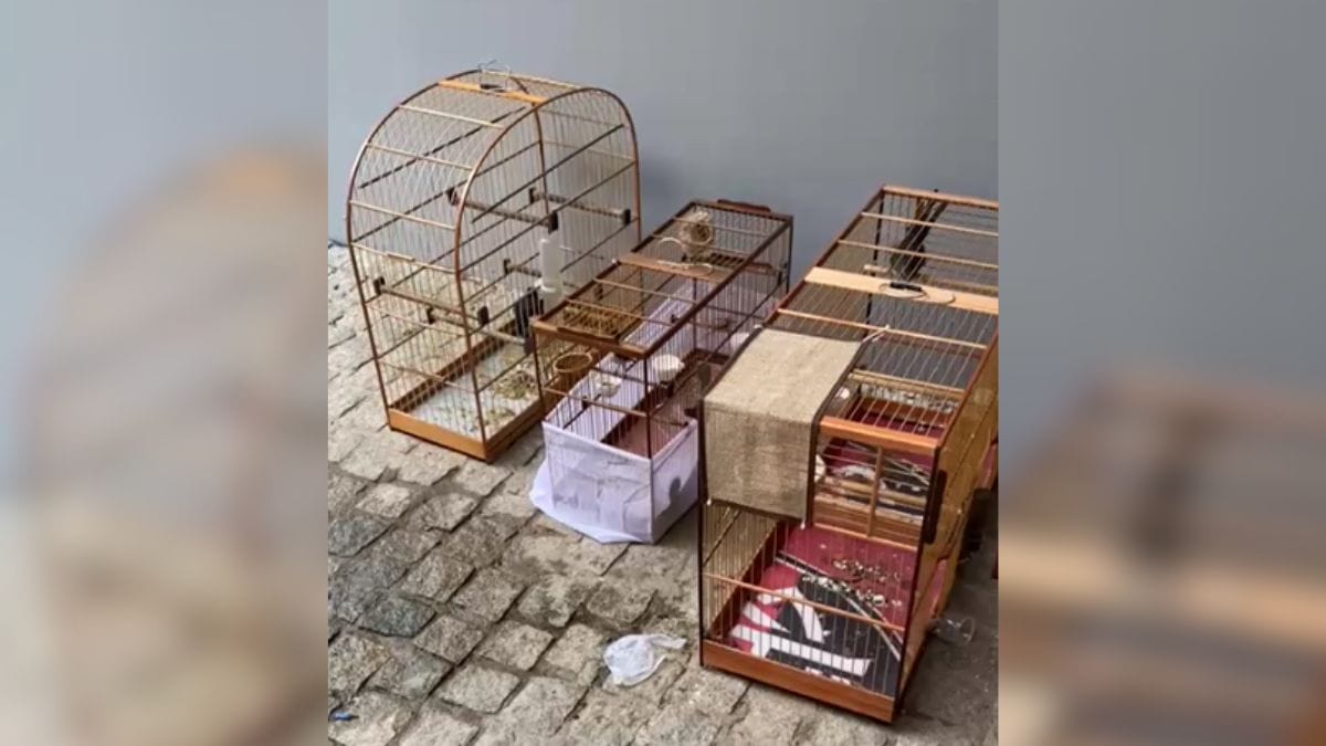 Polícia resgata mais de 200 pássaros vítimas de maus-tratos em SC
