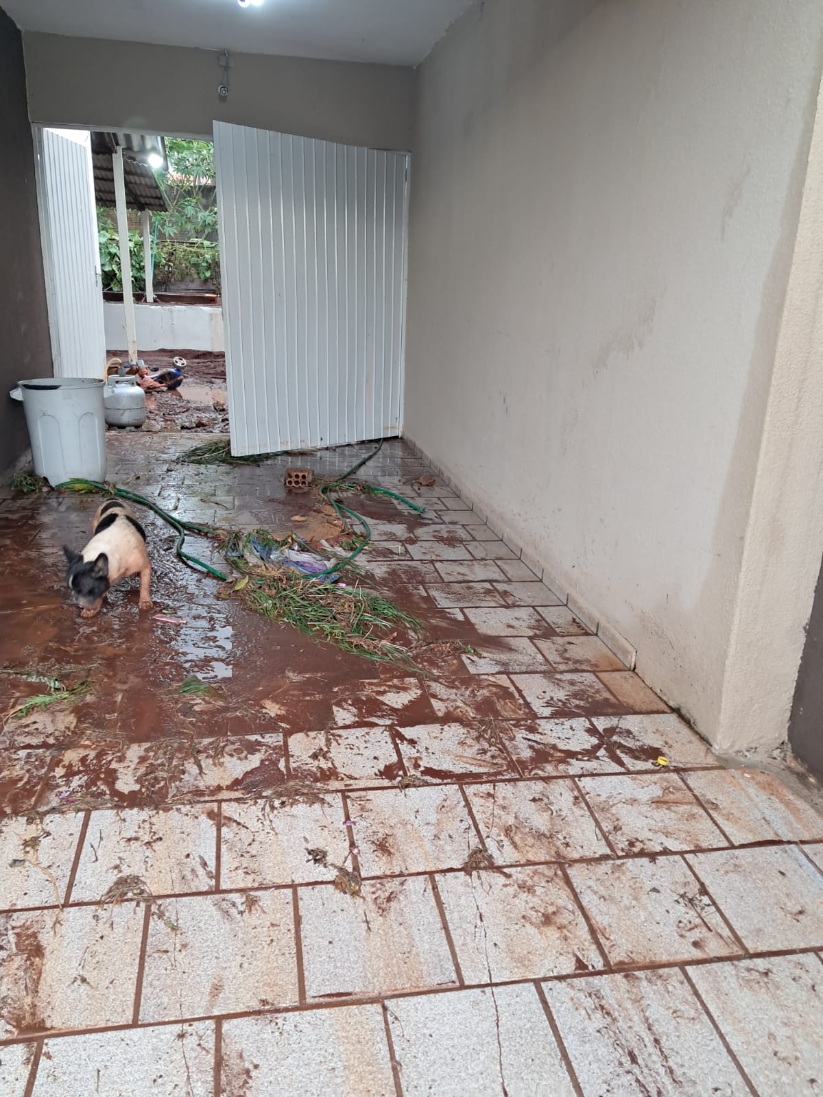 Temporal alaga ruas e provoca queda de árvores em Arapongas