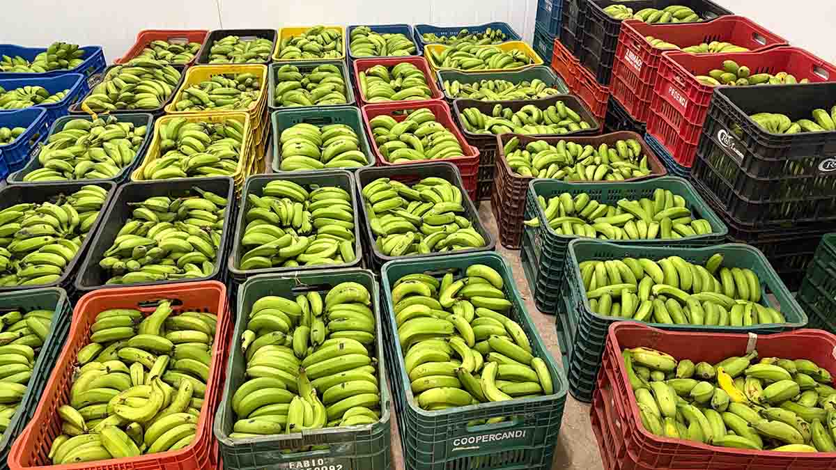 Associativismo abre caminho para novas agroindústrias no Vale do Ivaí