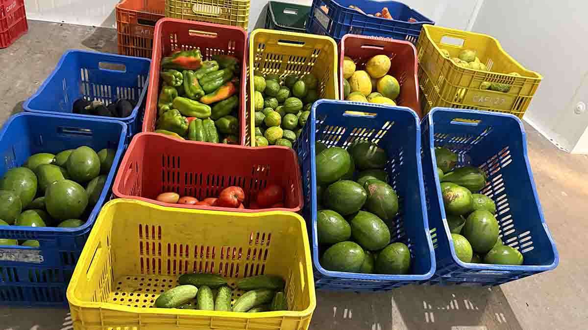 Associativismo abre caminho para novas agroindústrias no Vale do Ivaí