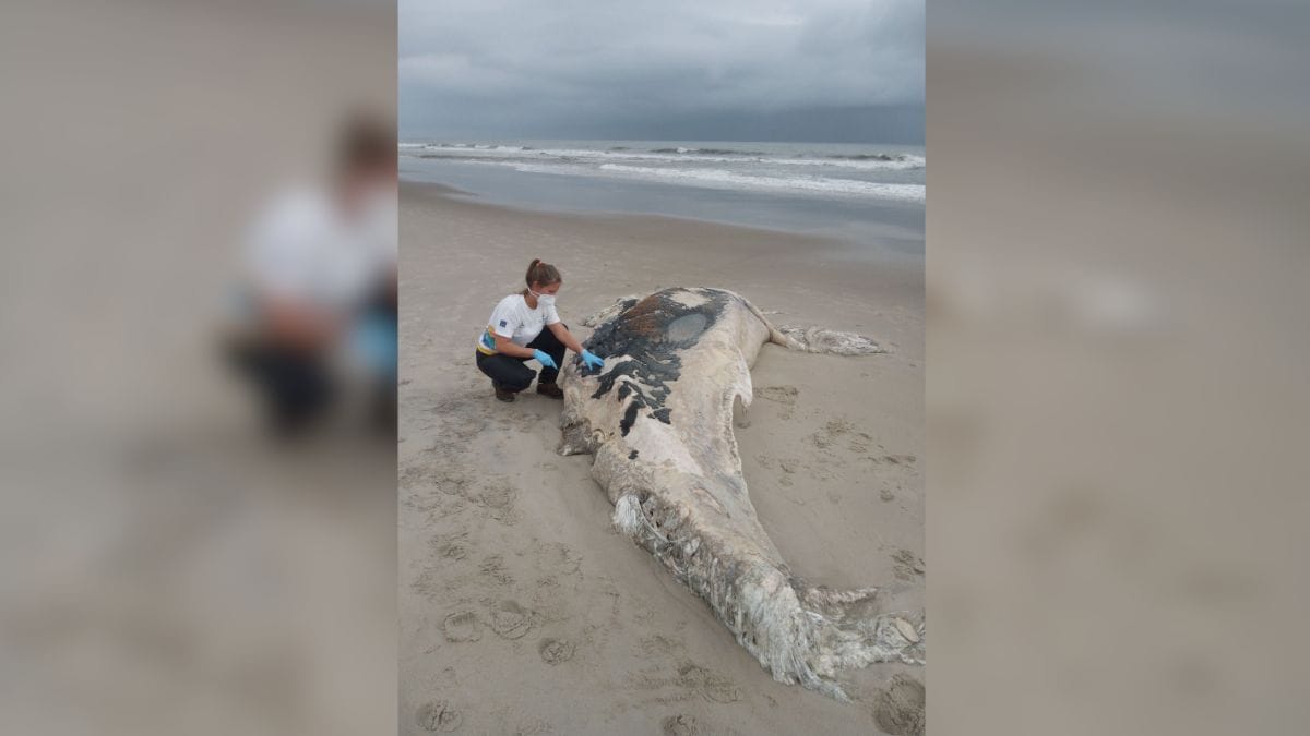 Baleia é encontrada sem cabeça e com mordidas de tubarão-tigre em SC