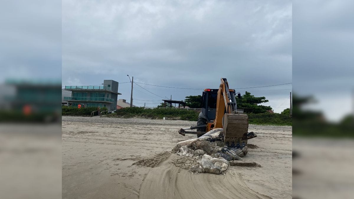 Baleia é encontrada sem cabeça e com mordidas de tubarão-tigre em SC