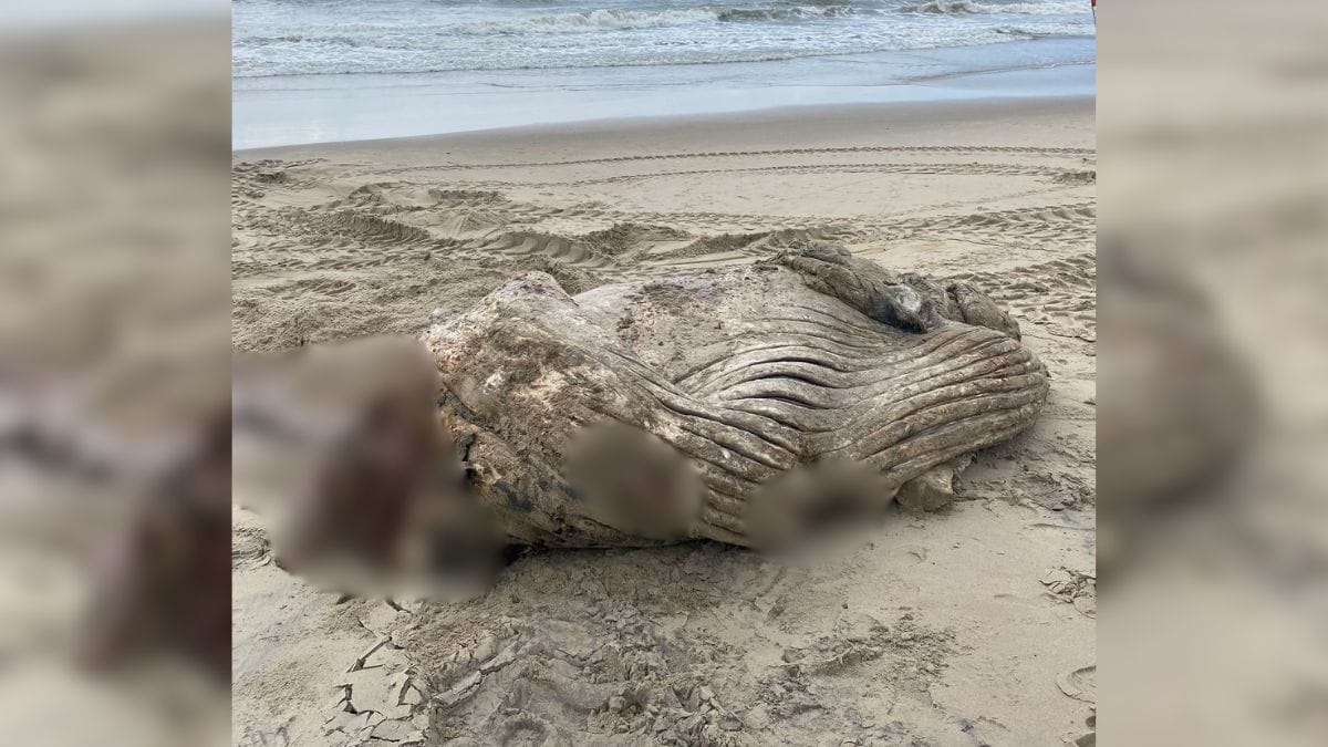 Baleia é encontrada sem cabeça e com mordidas de tubarão-tigre em SC
