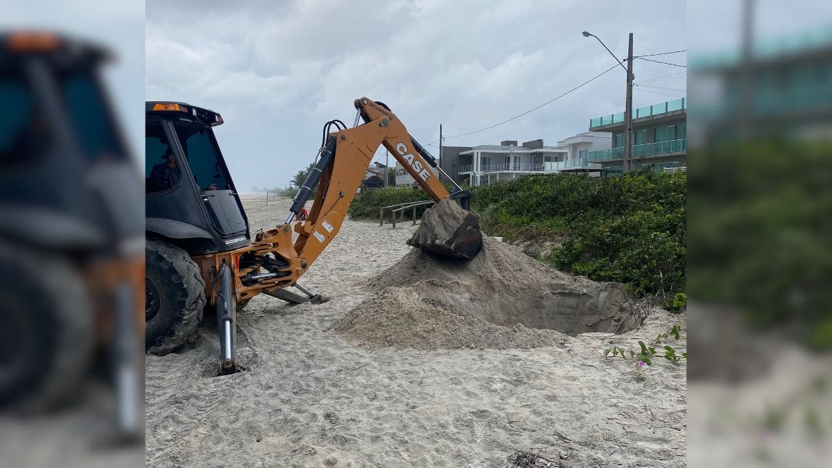 Baleia é encontrada sem cabeça e com mordidas de tubarão-tigre em SC
