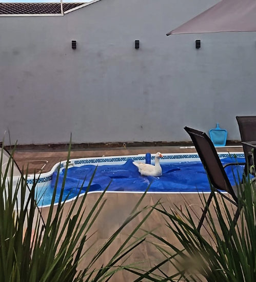 O ganso foi flagrado nadando tranquilamente na piscina da casa enquanto a proprietária estava fora.