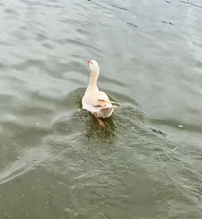 O ganso foi transportado até o Lago Jaboti, onde foi devolvido ao convívio com outros animais da mesma espécie.