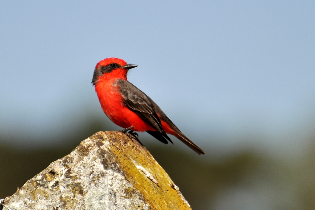 Apucarana participa de evento mundial de observação de aves