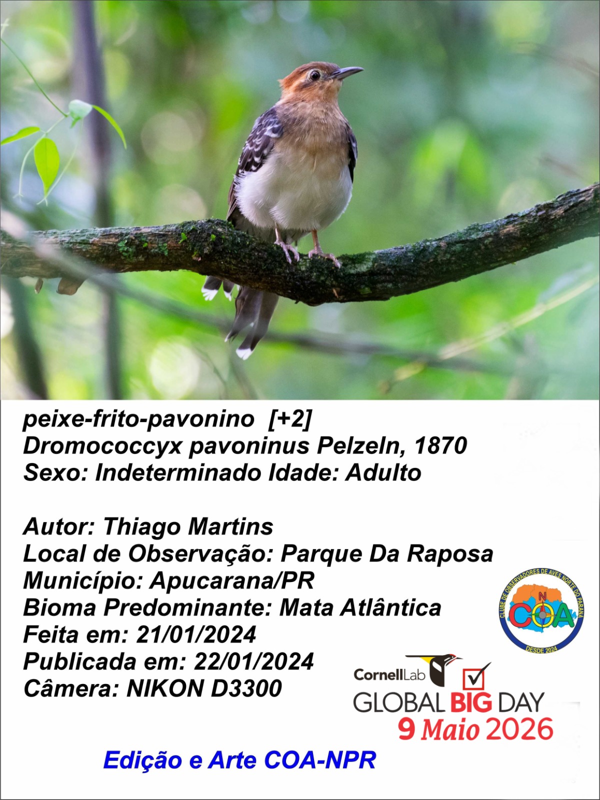Apucarana participa de evento mundial de observação de aves