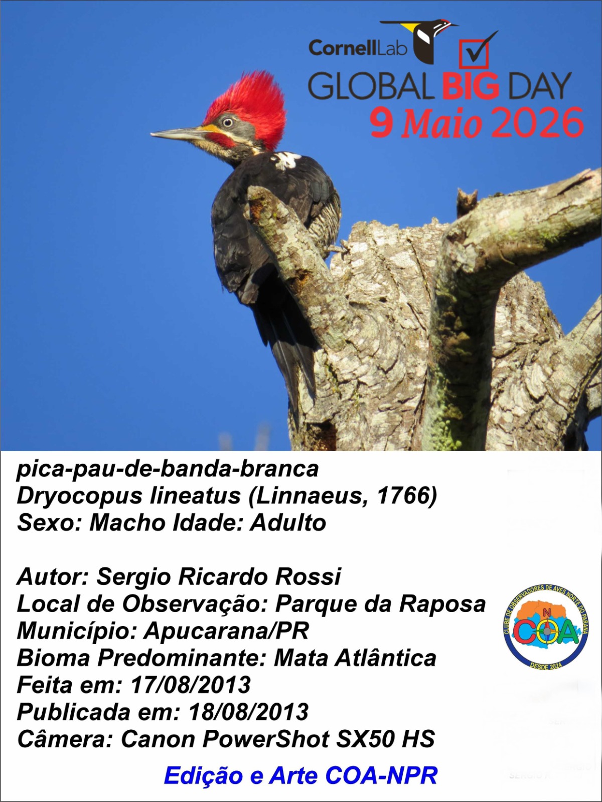 Apucarana participa de evento mundial de observação de aves