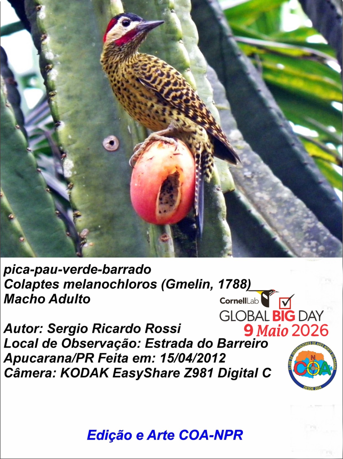 Apucarana participa de evento mundial de observação de aves