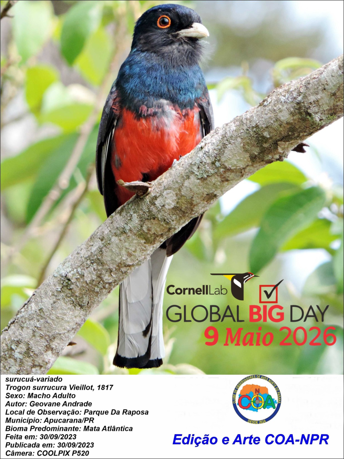 Apucarana participa de evento mundial de observação de aves