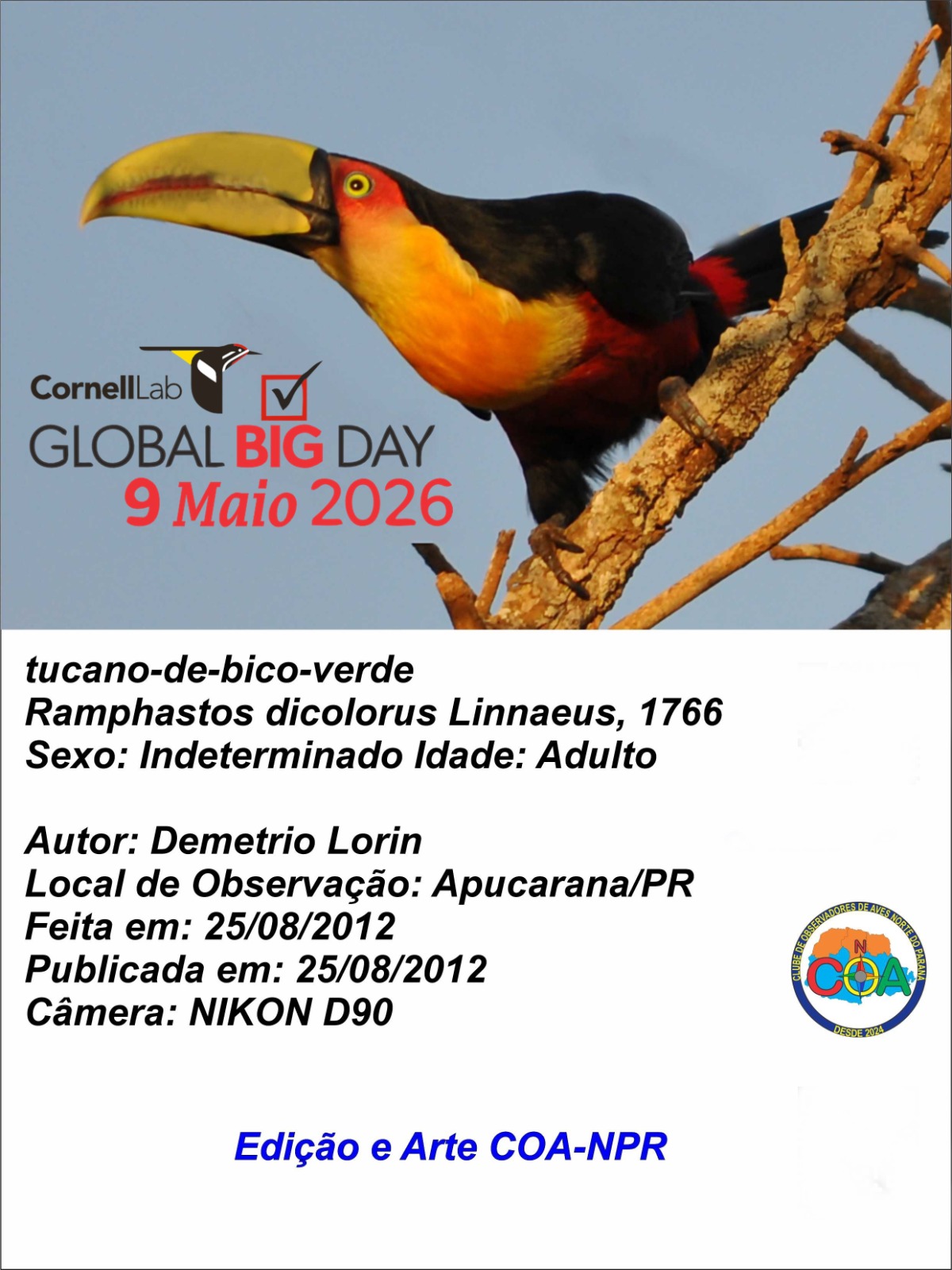 Apucarana participa de evento mundial de observação de aves