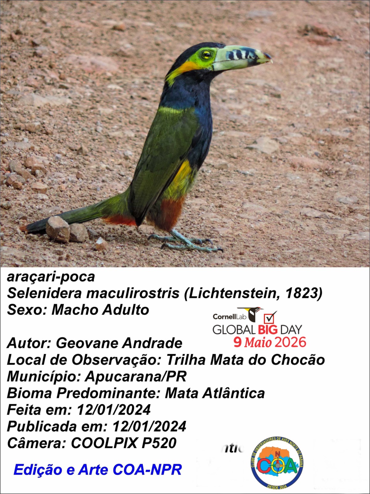 Apucarana participa de evento mundial de observação de aves