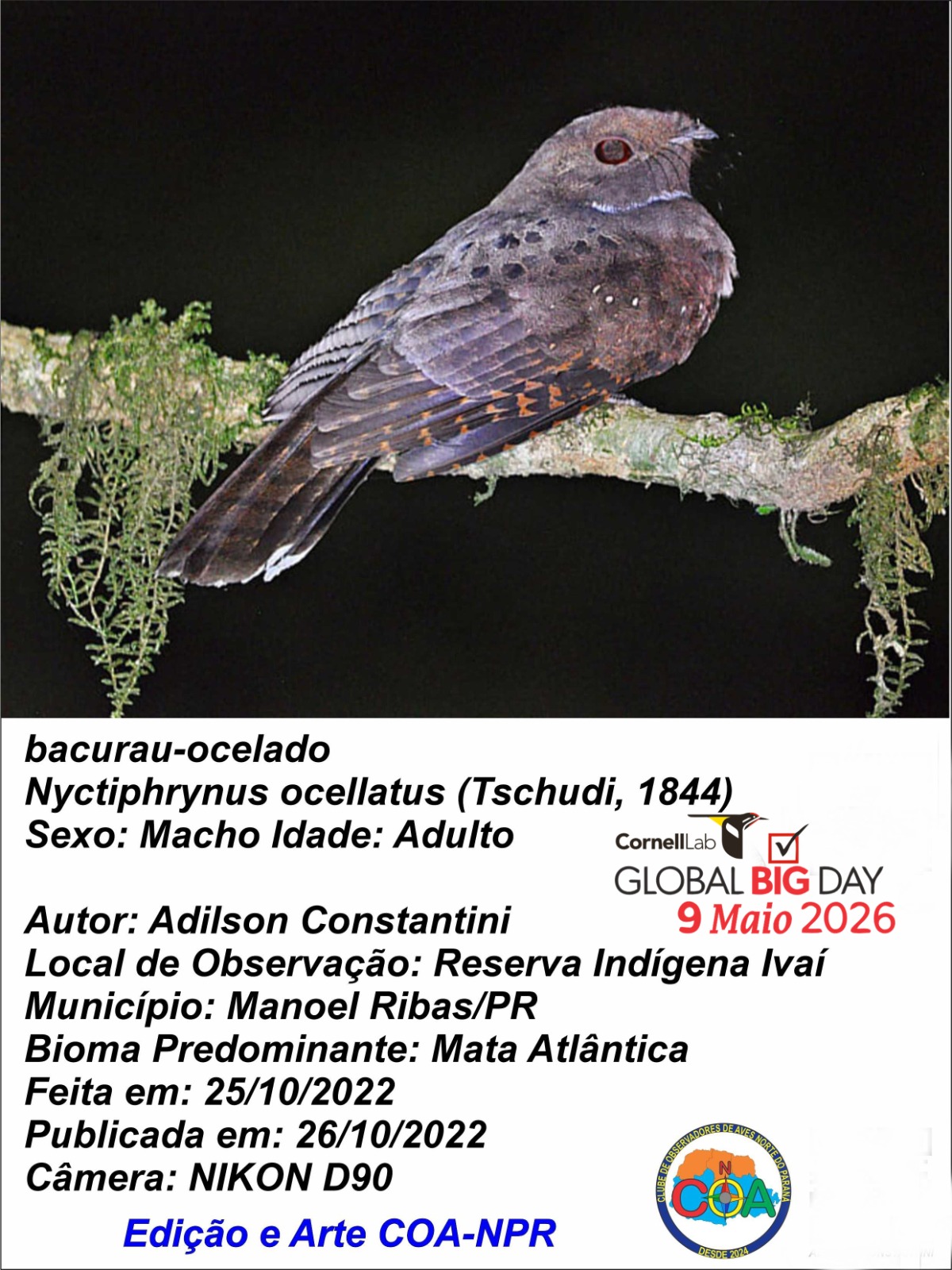 Apucarana participa de evento mundial de observação de aves