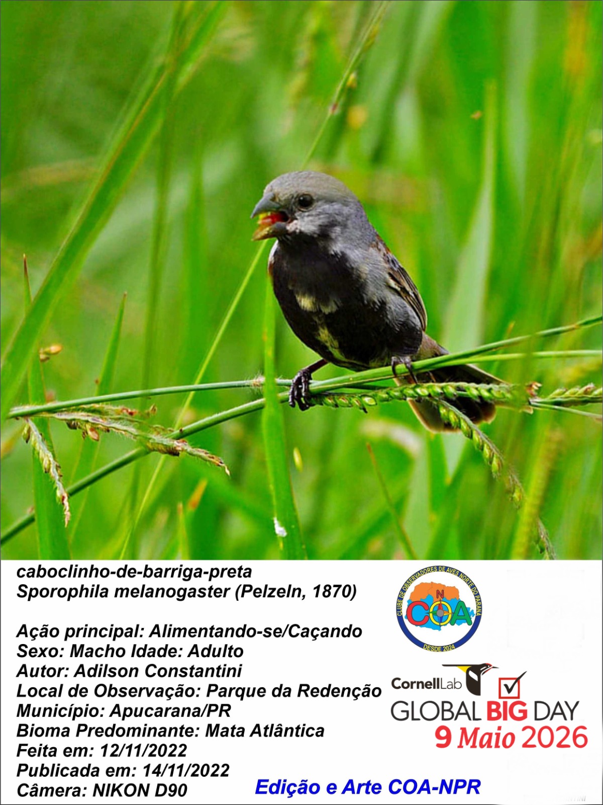 Apucarana participa de evento mundial de observação de aves