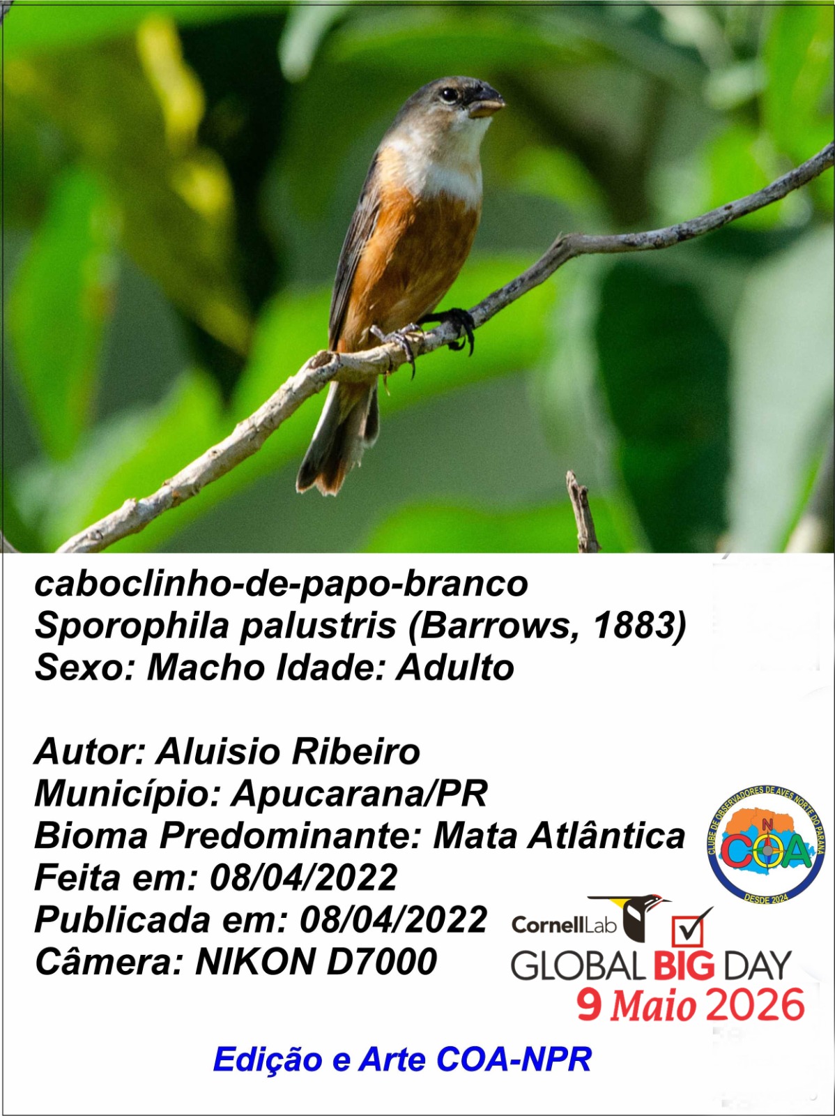 Apucarana participa de evento mundial de observação de aves
