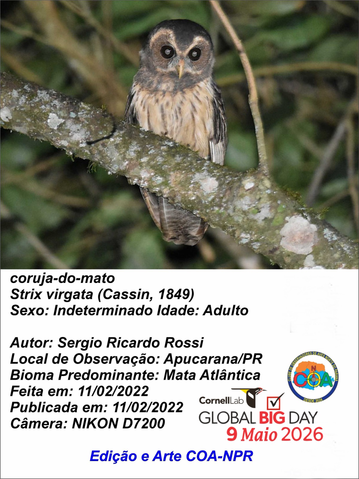 Apucarana participa de evento mundial de observação de aves