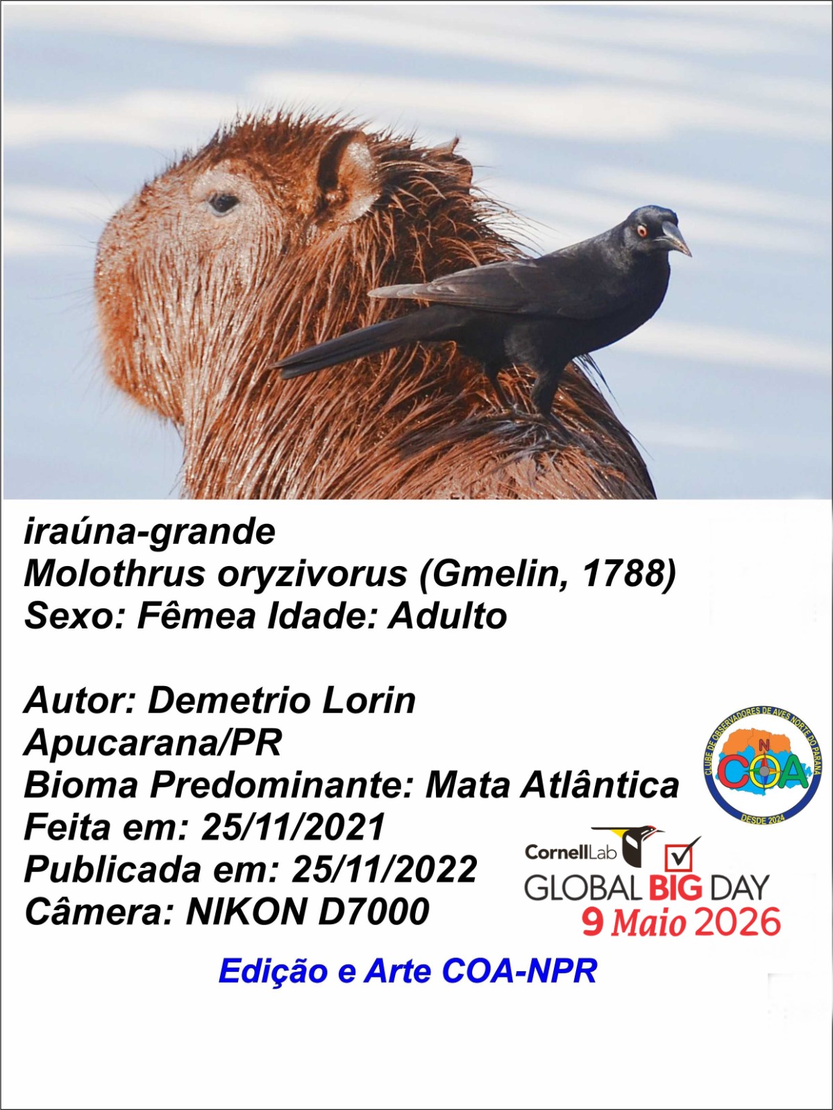 Apucarana participa de evento mundial de observação de aves