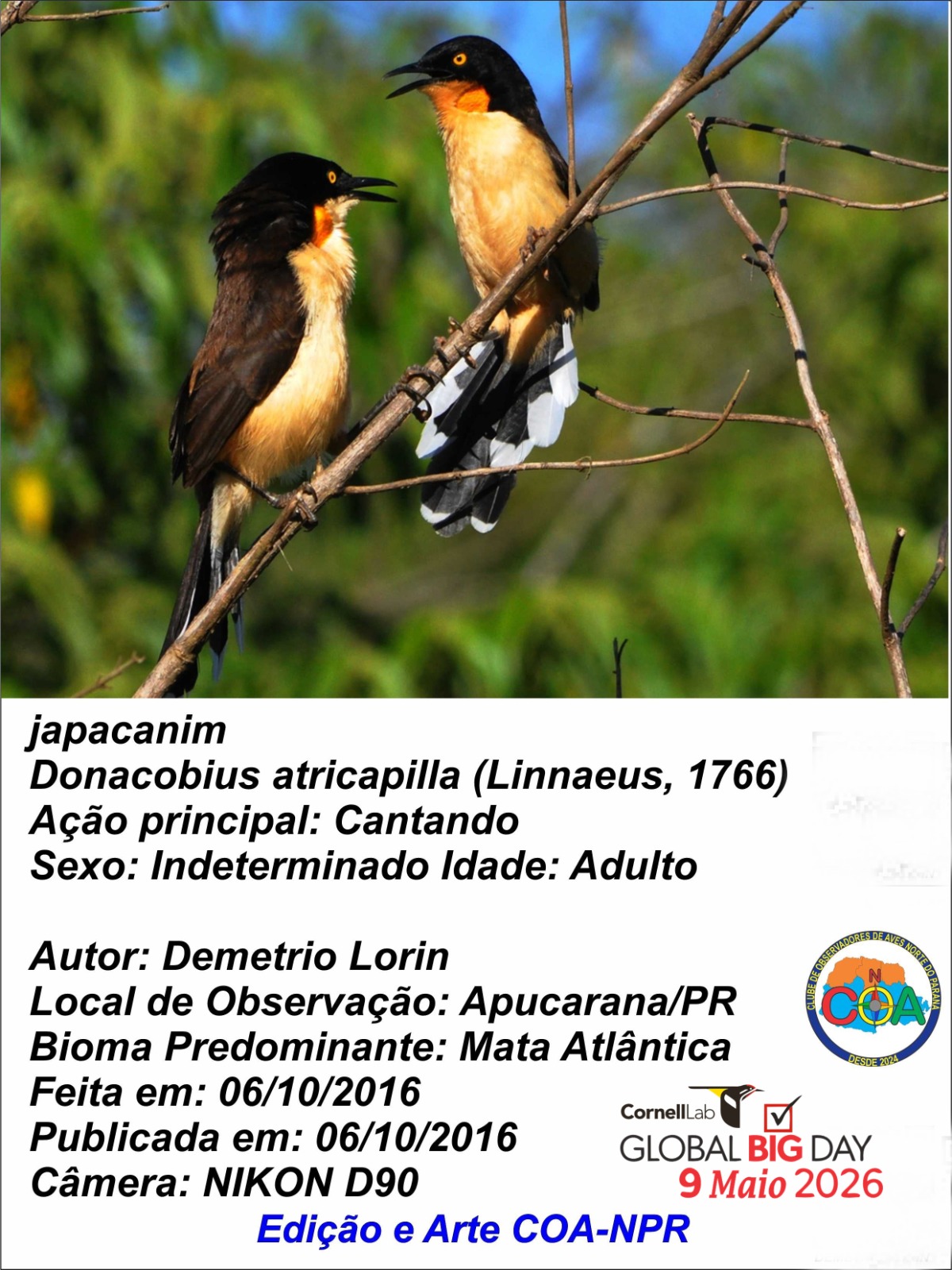 Apucarana participa de evento mundial de observação de aves