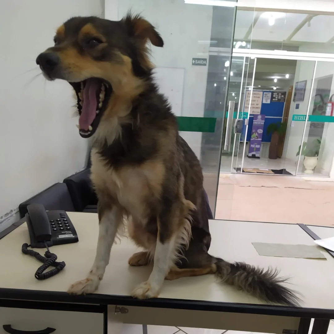 Conheça o cão universitário que tem três nomes e assiste as aulas em Apucarana