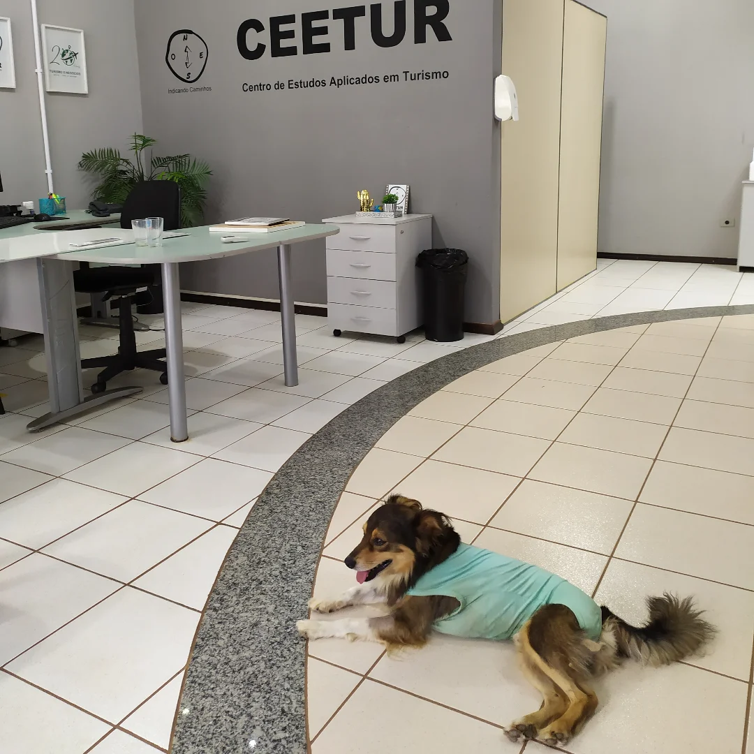 Conheça o cão universitário que tem três nomes e assiste as aulas em Apucarana