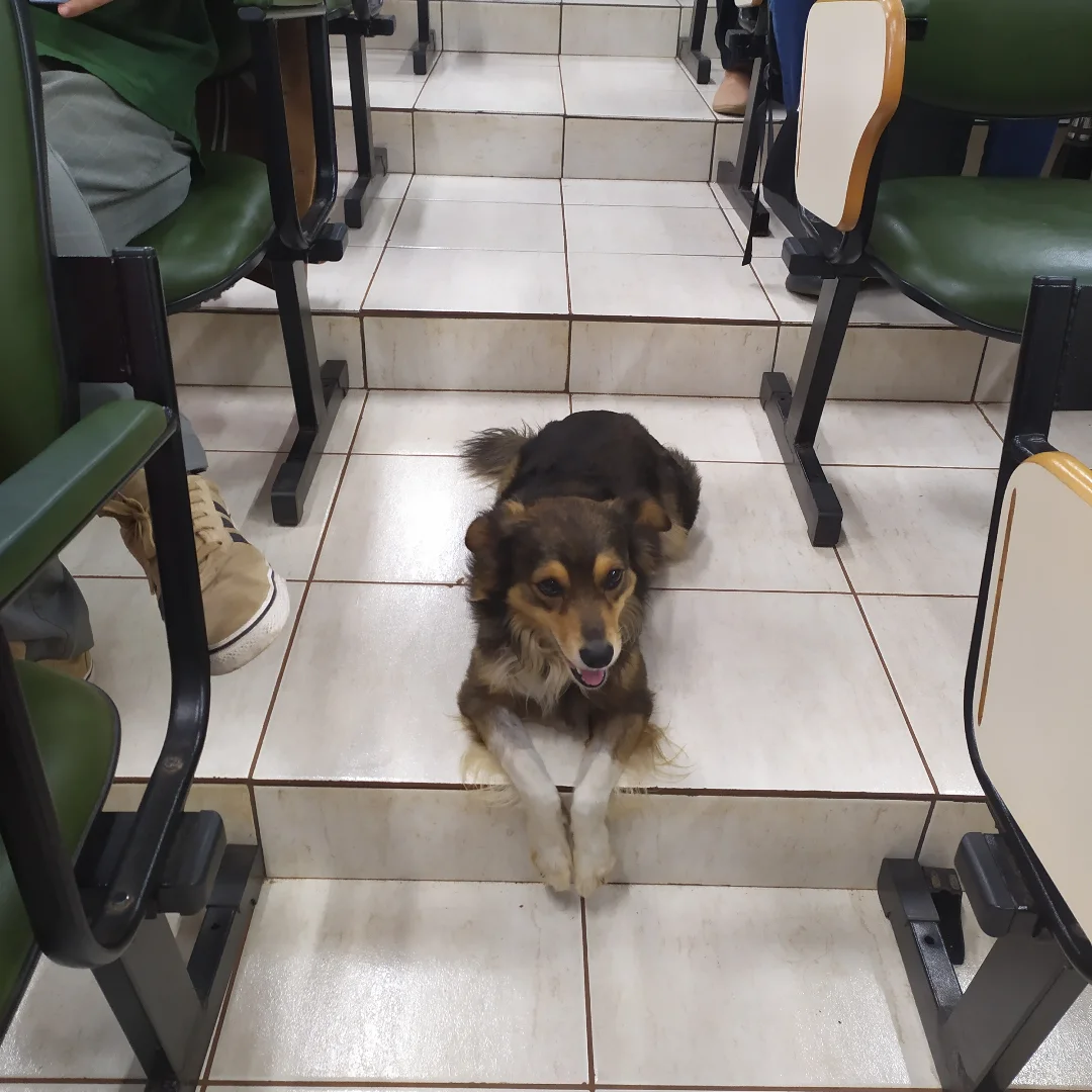 Conheça o cão universitário que tem três nomes e assiste as aulas em Apucarana