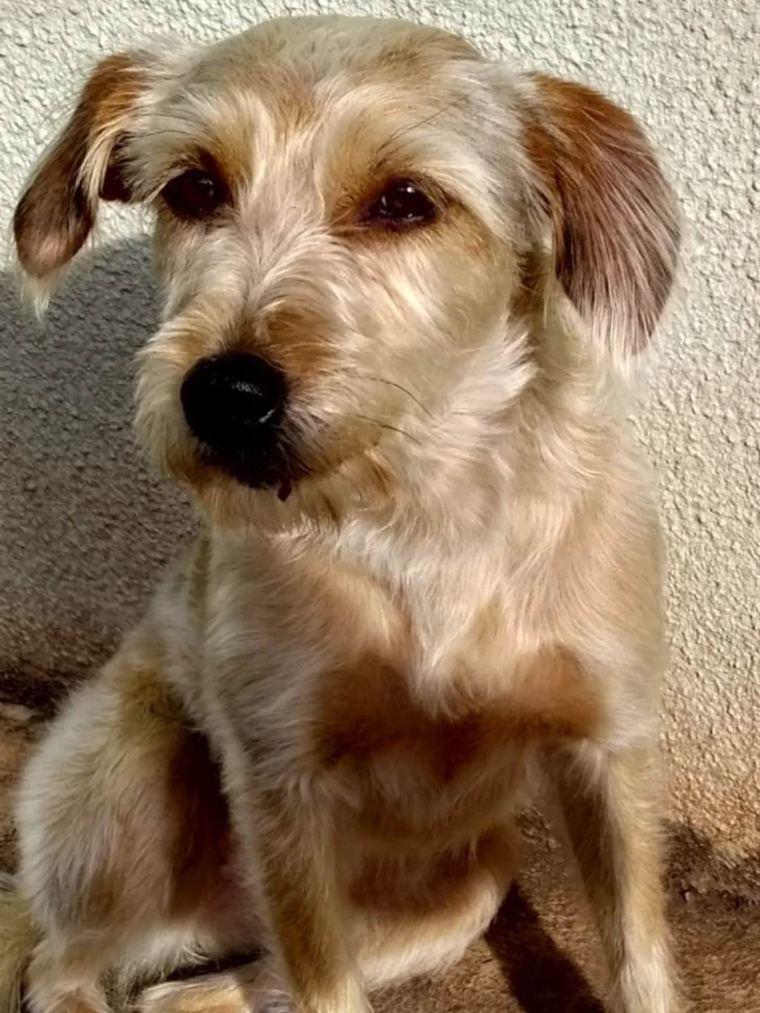 Conheça o cão universitário que tem três nomes e assiste as aulas em Apucarana