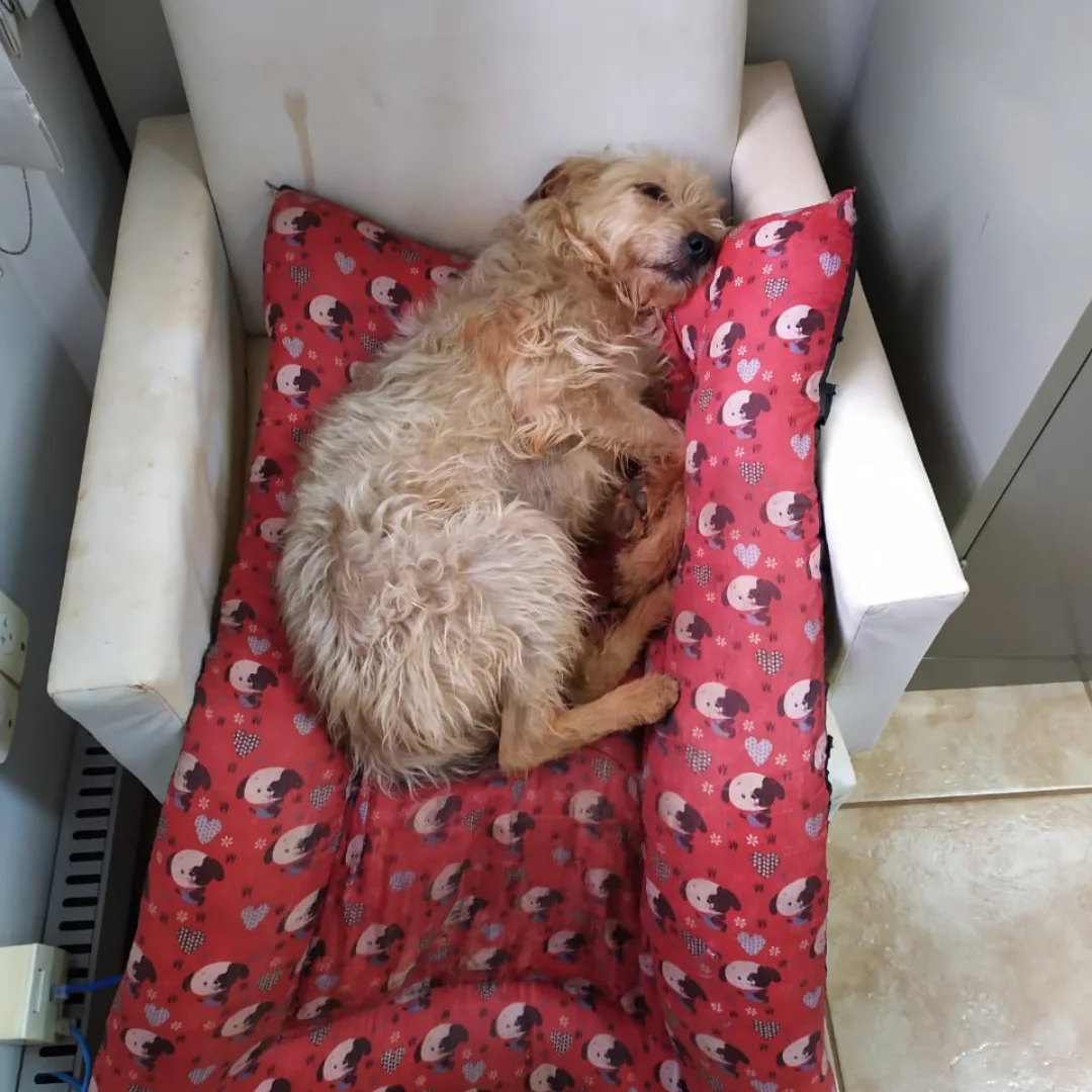 Conheça o cão universitário que tem três nomes e assiste as aulas em Apucarana