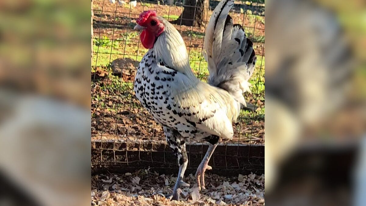 Galo 'Dom Juan' de SC viraliza com estampa natural de coração na plumagem