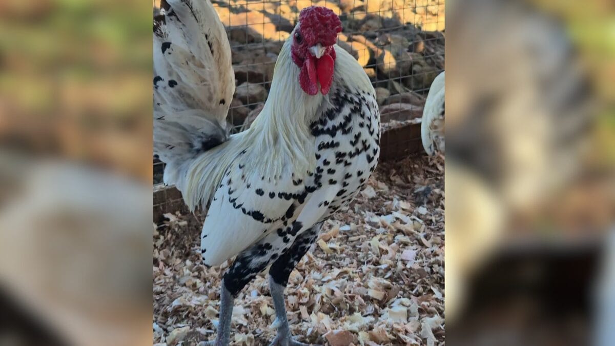 Galo 'Dom Juan' de SC viraliza com estampa natural de coração na plumagem