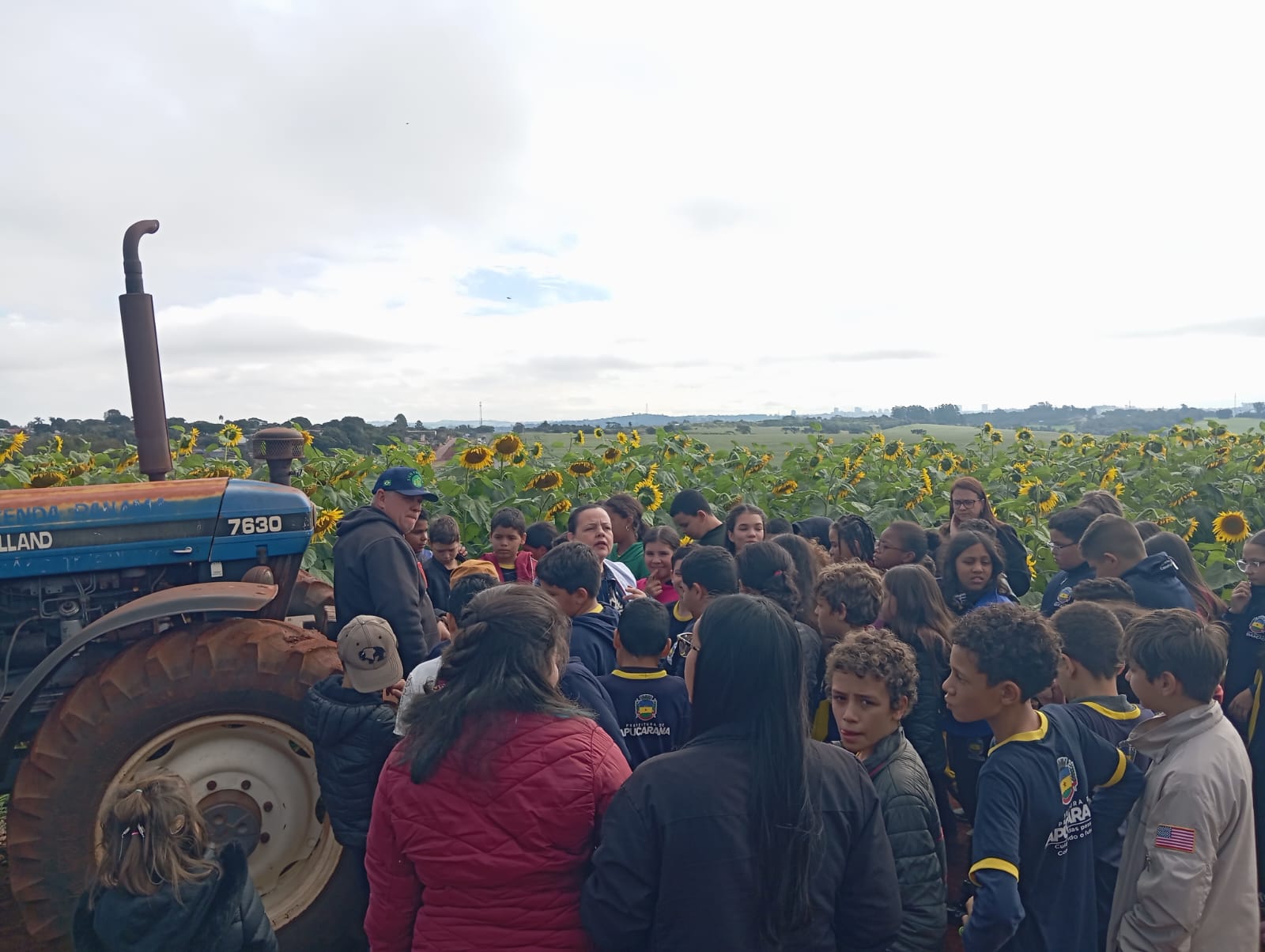 Plantação de girassóis atrai visitantes e vira atração em Apucarana