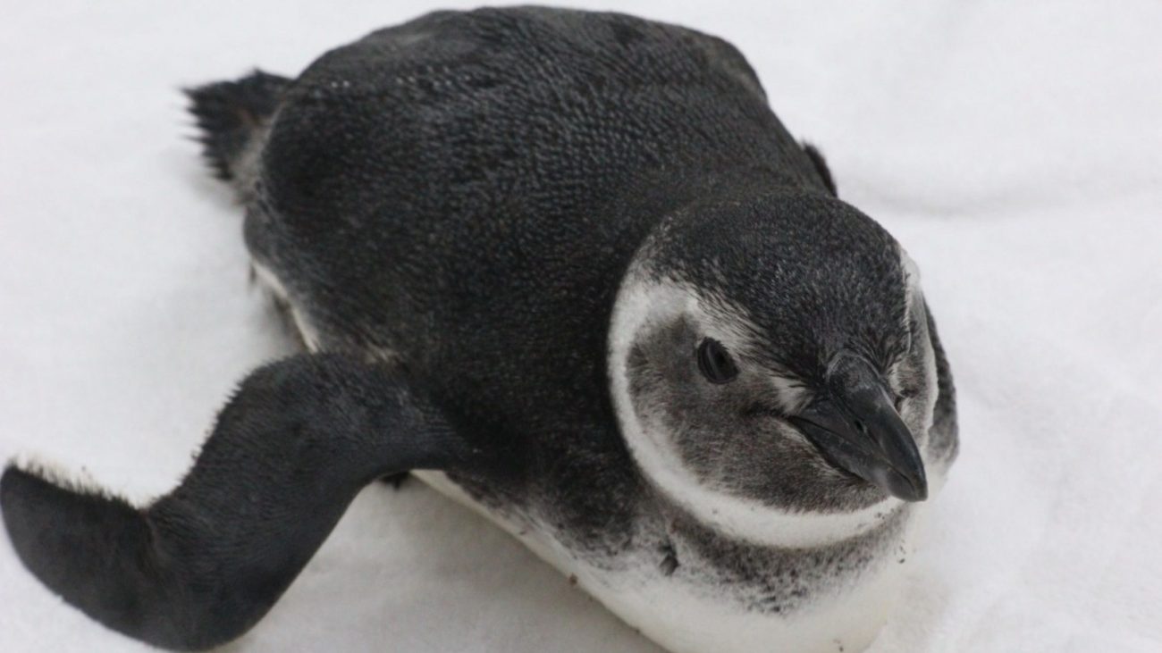 SC registra recorde com mais de 2 mil pinguins encontrados mortos em junho