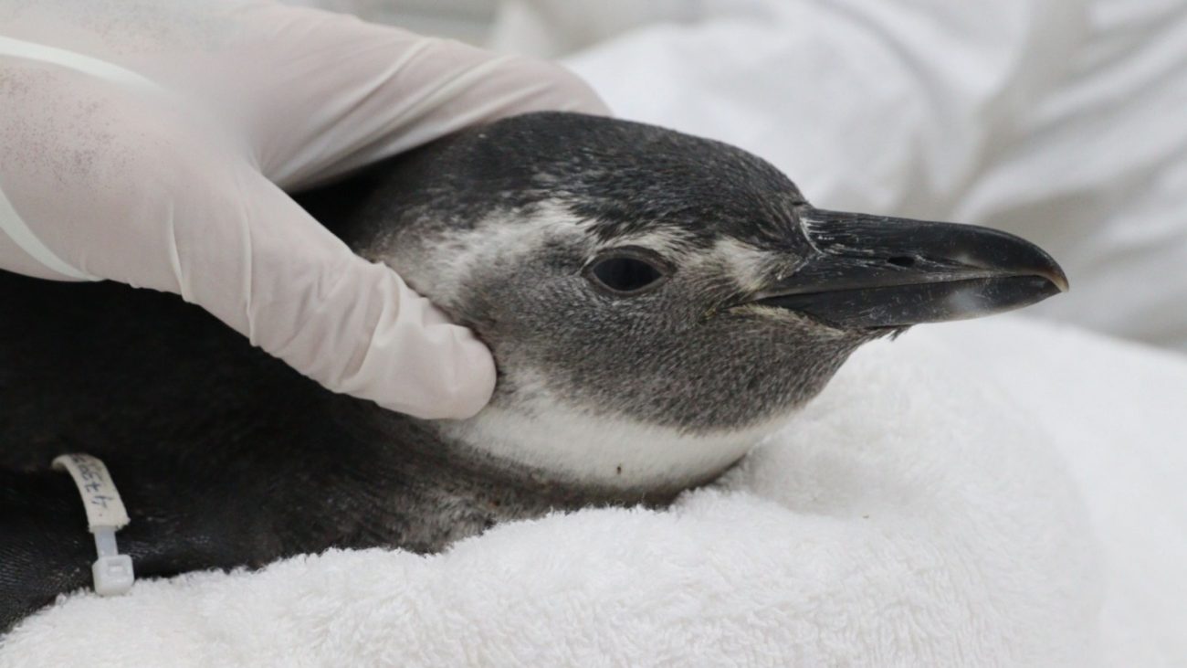 SC registra recorde com mais de 2 mil pinguins encontrados mortos em junho