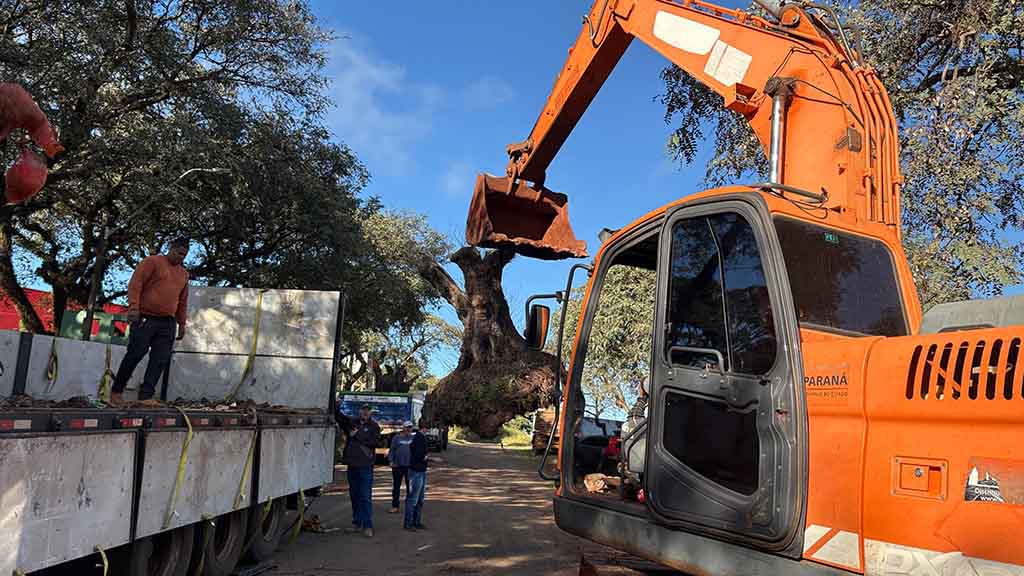 Oliveiras centenárias apreendidas pela Receita Federal ganham novo destino em Ivaiporã